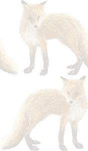 北きつねの壁紙／条件付きフリー画像
