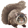 ムササビ・あいこん
