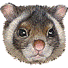 むささびのあいこん
