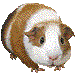 テンジクネズミ・アイコン