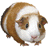 モルモット・あいこん