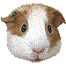 テンジクネズミのアイコン
