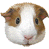 もるもっとのあいこん