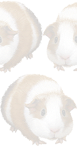 テンジクネズミの壁紙／条件付きフリー画像
