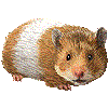 ごーるでんはむすたーのあいこん