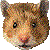 Golden hamster, Syrian Hamster thumbnail