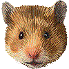 ゴールデンハムスター・あいこん
