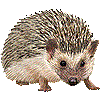 はりねずみのあいこん
