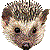 Hedgehog thumbnail