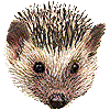 ハリネズミ・あいこん