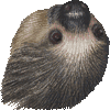 ホフマンナマケモノ・あいこん