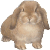 ほーらんどろっぷいやーのあいこん