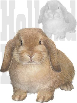 ほーらんどろっぷいやーのポストカード／条件付無料素材