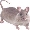 はつかねずみのあいこん