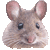 House Mouse thumbnail