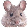 ハツカネズミ・あいこん