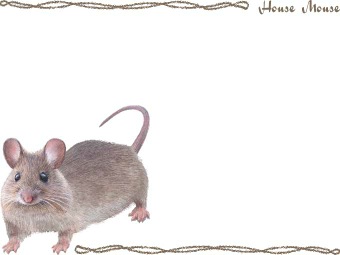 （二十日鼠、廿日鼠）ハツカ ネズミの年賀状／非商用無料イラスト