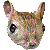 Jaculus Jaculus thumbnail