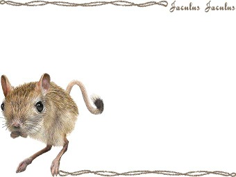ヒメ ミユビ トビネズミの年賀状／非商用無料イラスト