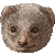 Small Asian Mongoose, Small Indian Mongoose, Javan Mongoose thumbnail