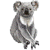 こあらのあいこん