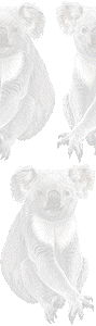 コワラの壁紙／条件付きフリー画像