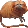 ごーるでんらいおんたまりんのあいこん
