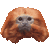 Golden Lion Tamarin, Golden Marmoset thumbnail