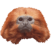 ゴールデン・ライオンタマリン・あいこん
