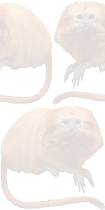 ゴールデンライオンタマリンの壁紙／条件付きフリー画像