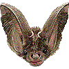 ウサギコウモリ・あいこん