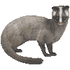 はくびしんのあいこん