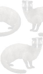 白鼻芯の壁紙／条件付きフリー画像