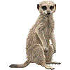 みーあきゃっとのあいこん