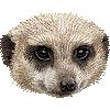 ミーアキャット・あいこん
