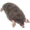 あずまもぐらのあいこん