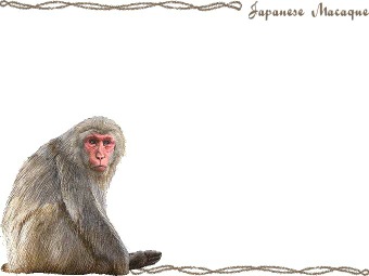 （日本猿）ニホンザル／サルの年賀状／非商用無料イラスト