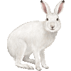 ゆきうさぎのあいこん