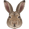 ユキウサギ・あいこん