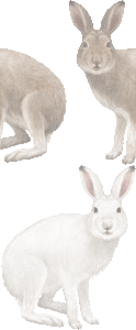 ユキウサギの壁紙／非営利無料イラスト