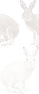 雪兎の壁紙／条件付きフリー画像