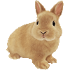 ねざーらんどどわーふのあいこん