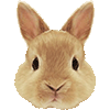 ネザーランドドワーフ・あいこん