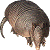 ここのおびあるまじろのあいこん