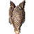 Nine-banded Armadillo thumbnail