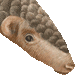 センザンコウ・アイコン