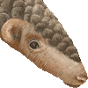 ミミセンザンコウ・あいこん