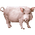 豚（ミニブタ）／アイコン