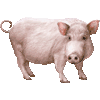 ミニブタ・あいこん