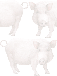 ミニブタの壁紙／無料イラスト